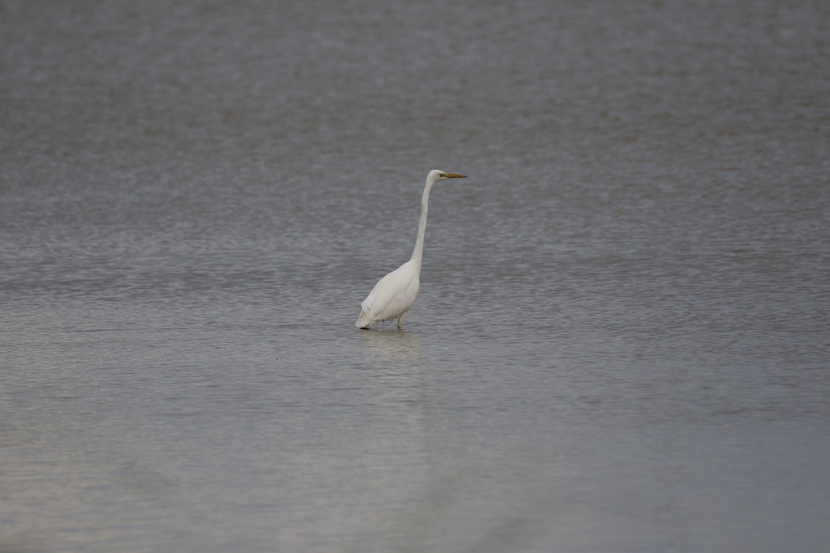 Great Egret - ML641569748