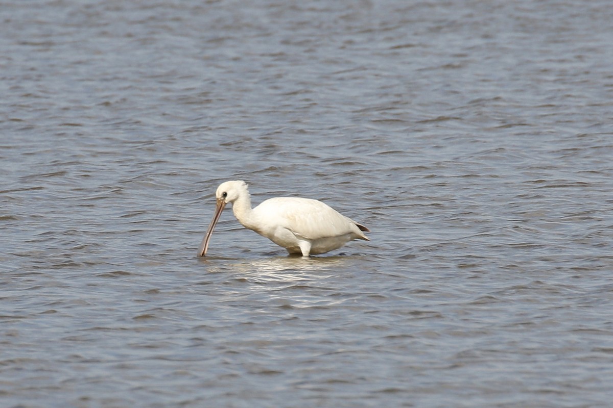 Eurasian Spoonbill - ML641569761