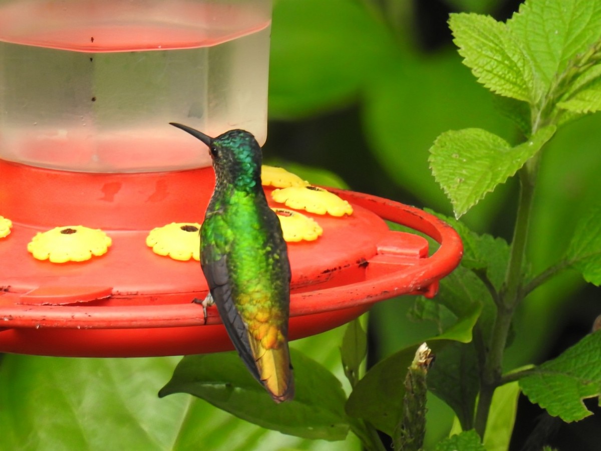 Golden-tailed Sapphire - ML641569777