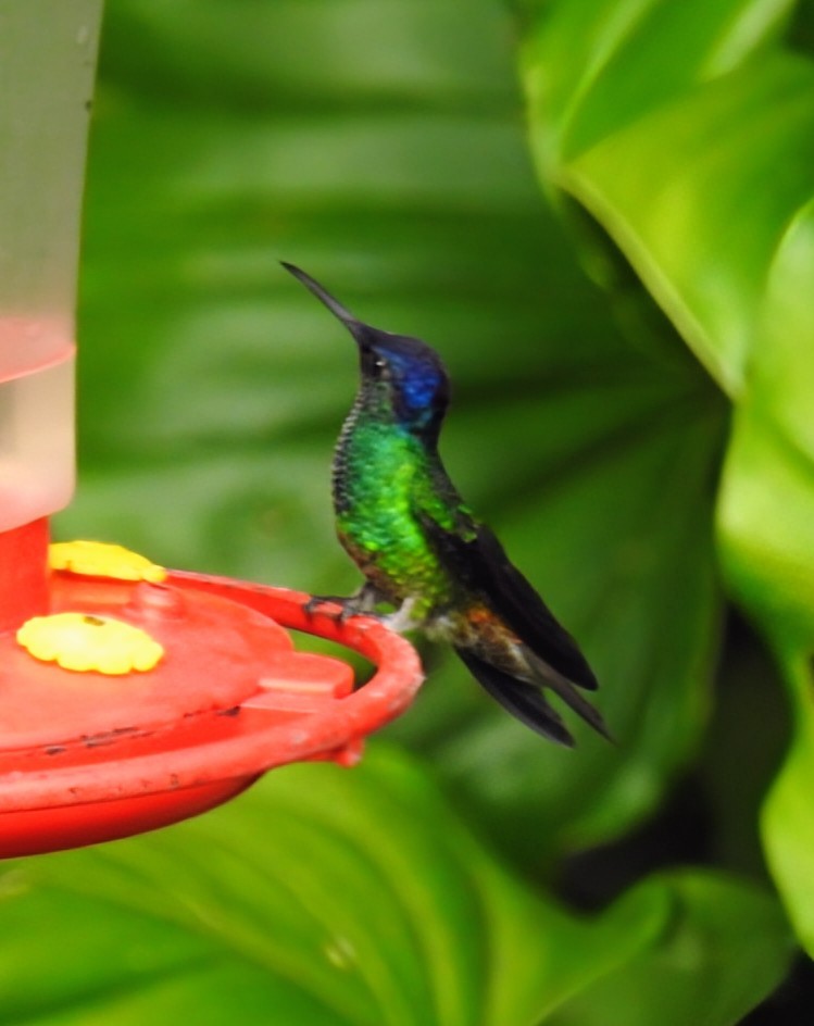 Golden-tailed Sapphire - ML641569788