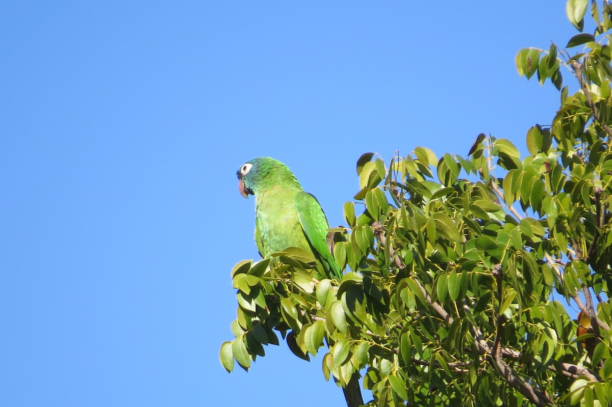 Aratinga buru-urdina - ML641569837