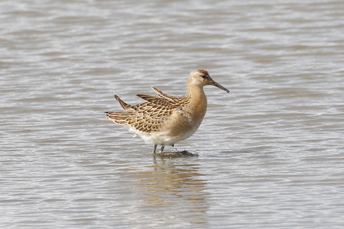Ruff - ML641569848