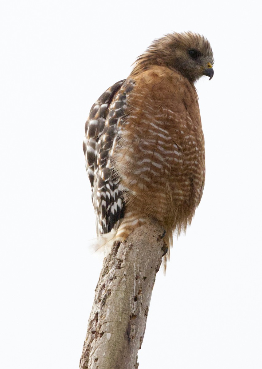 Red-shouldered Hawk - ML641569902