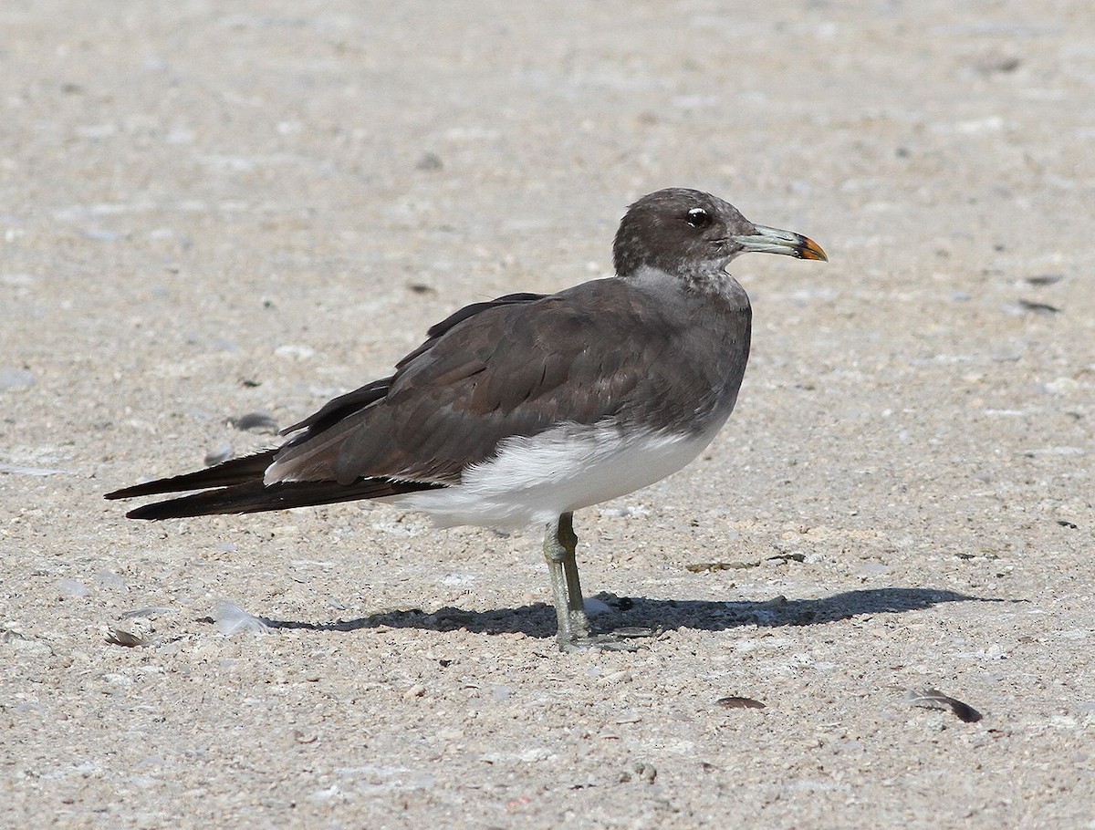 Sooty Gull - ML641569903