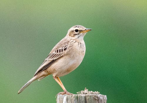 African Pipit - ML641569904