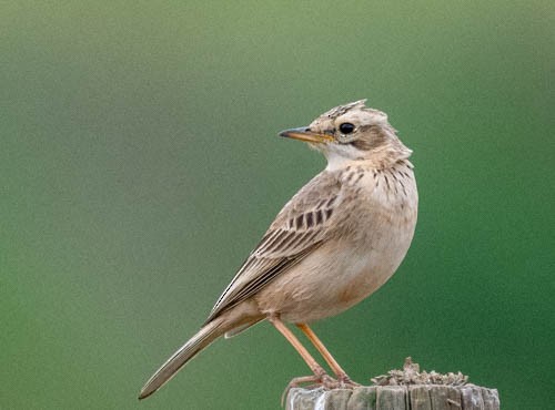 African Pipit - ML641569905