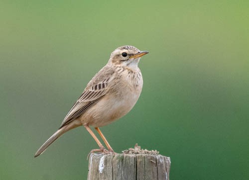 African Pipit - ML641569906