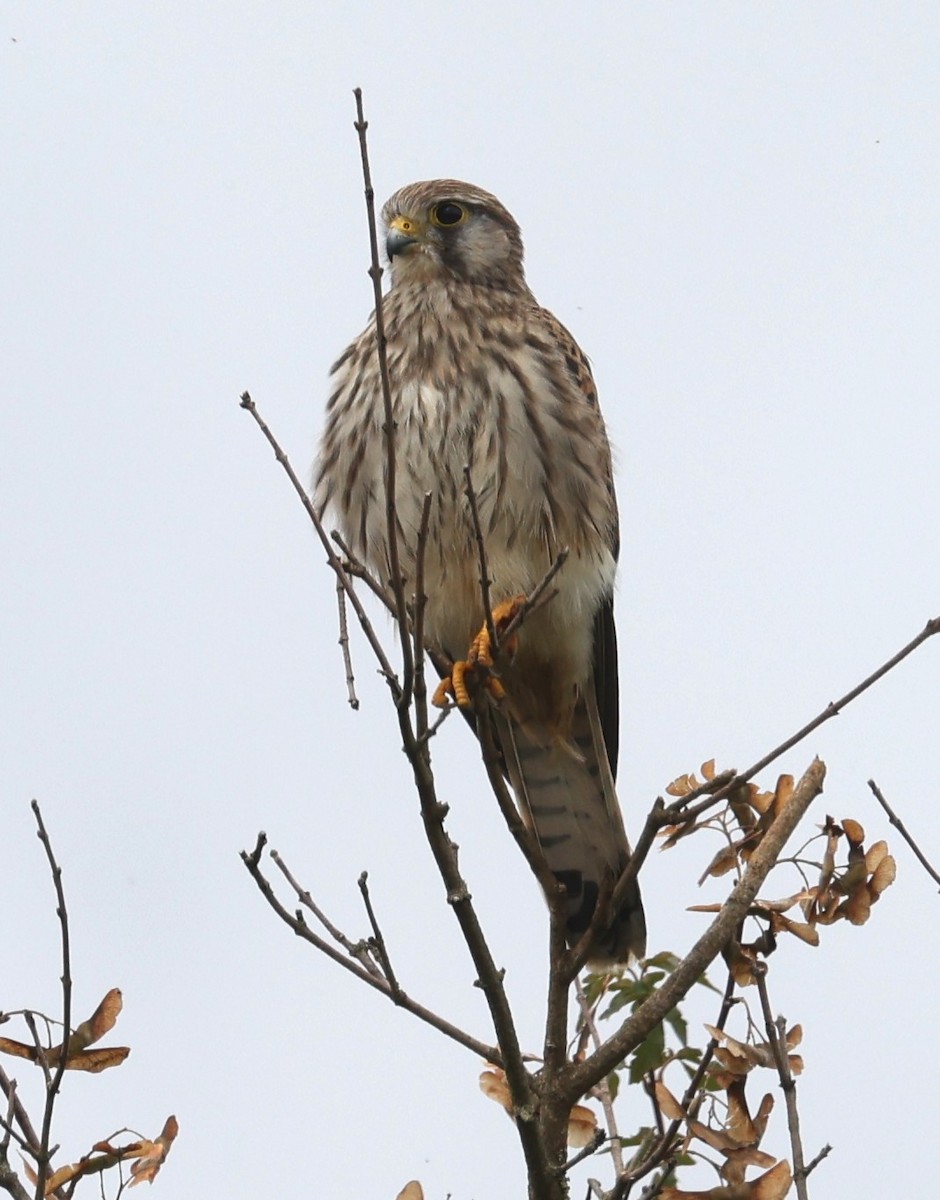 Faucon crécerelle (groupe tinnunculus) - ML641569923