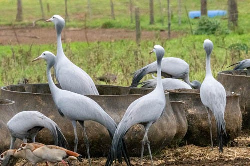 Blue Crane - ML641569929