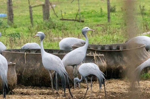 Blue Crane - ML641569930