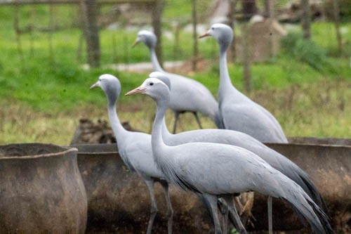 Blue Crane - ML641569931
