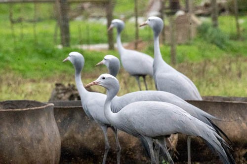 Blue Crane - ML641569932