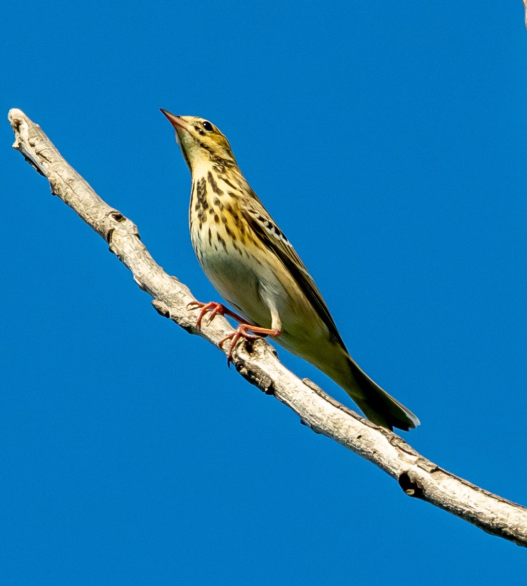林鷚 - ML641569939