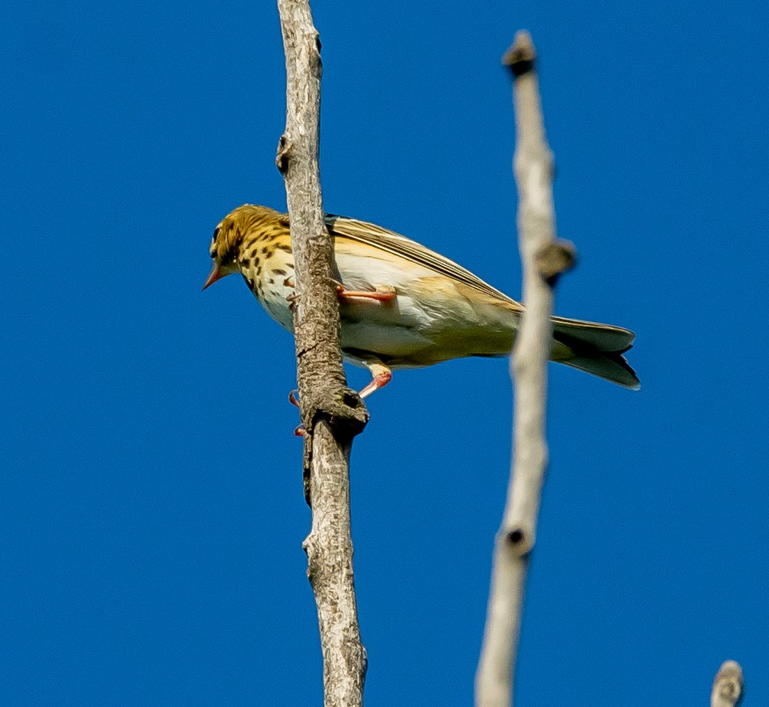 林鷚 - ML641569941