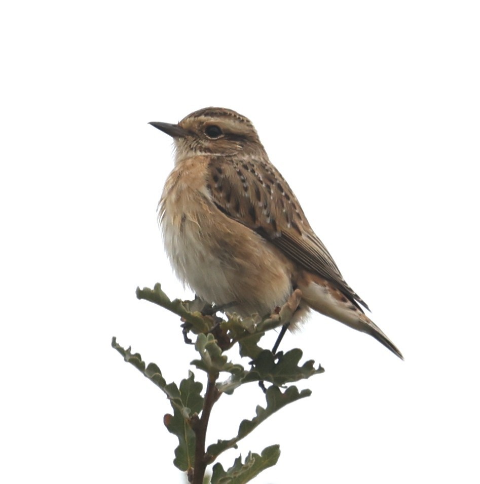 Tarier des prés - ML641569949