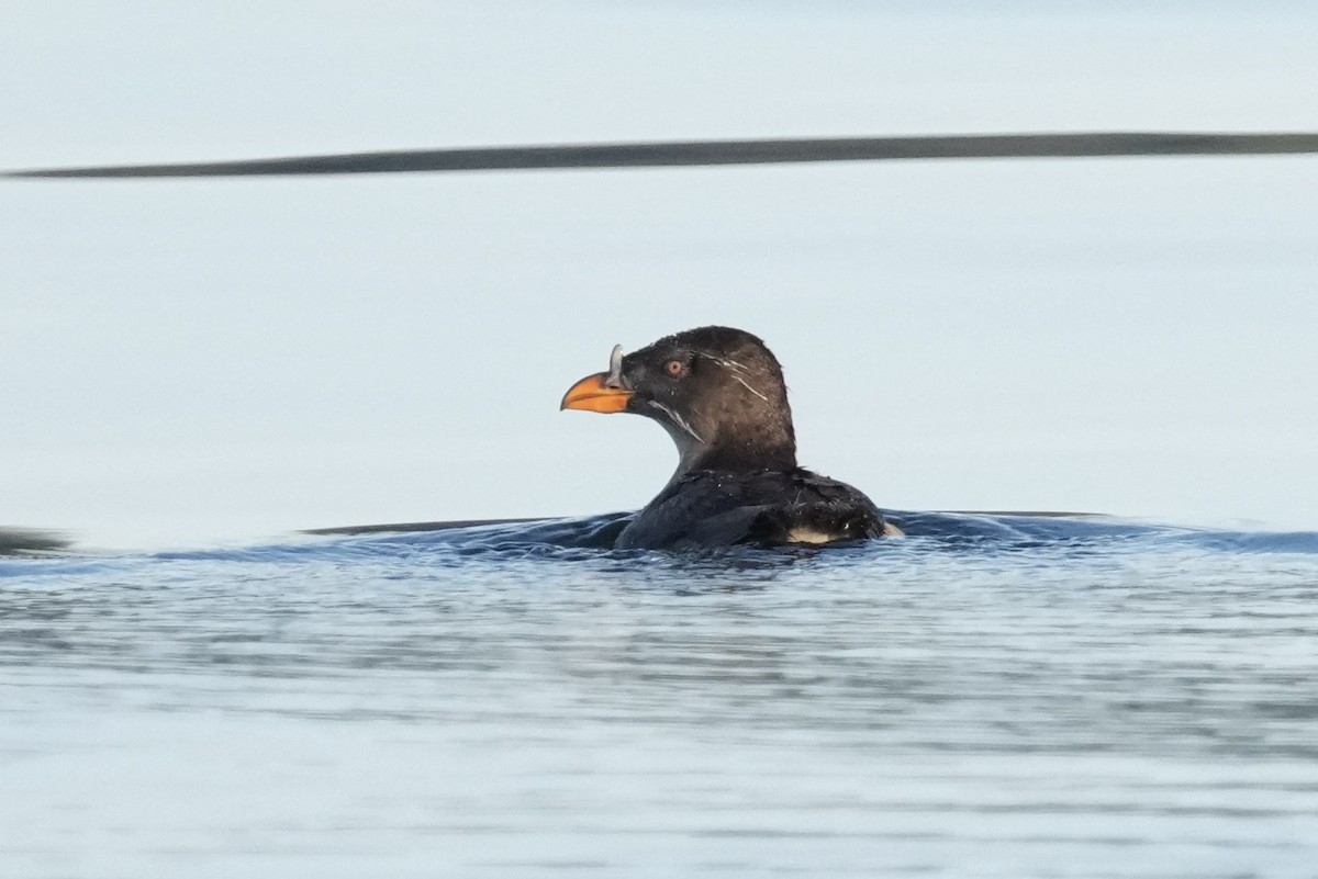 Rhinoceros Auklet - ML641569950