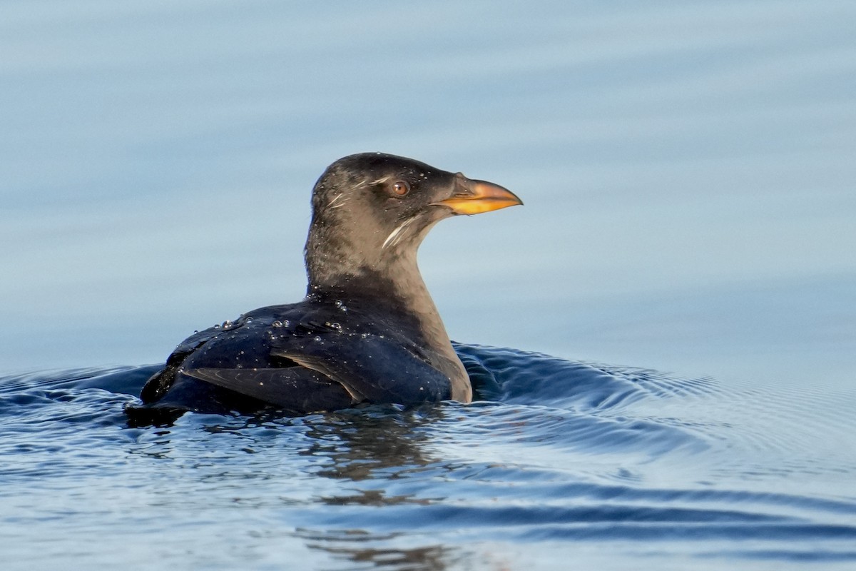 Rhinoceros Auklet - ML641569954