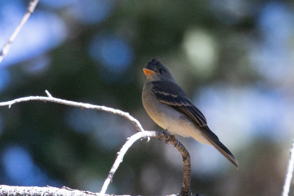Greater Pewee - ML641569965