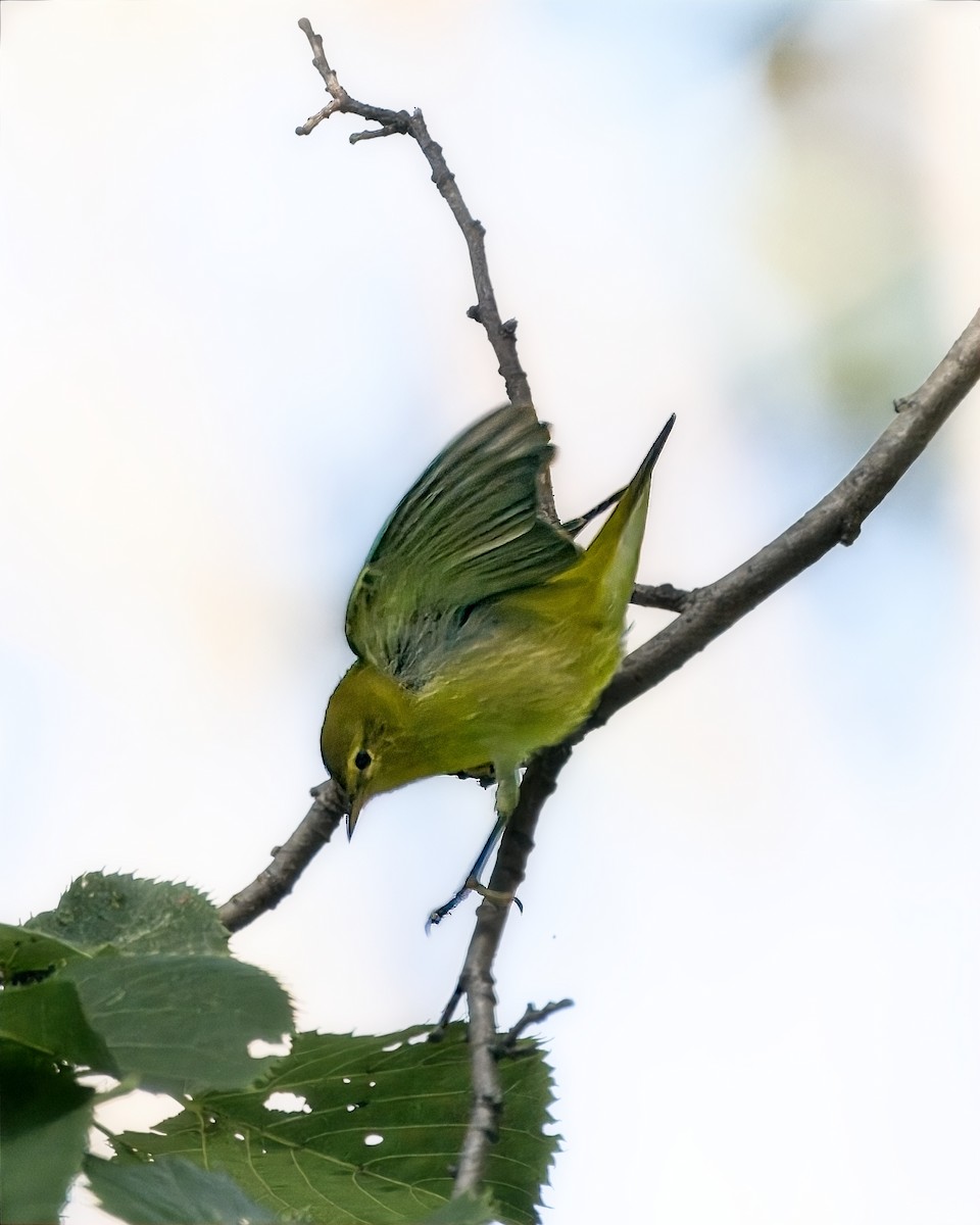 Tennessee Warbler - ML641569970