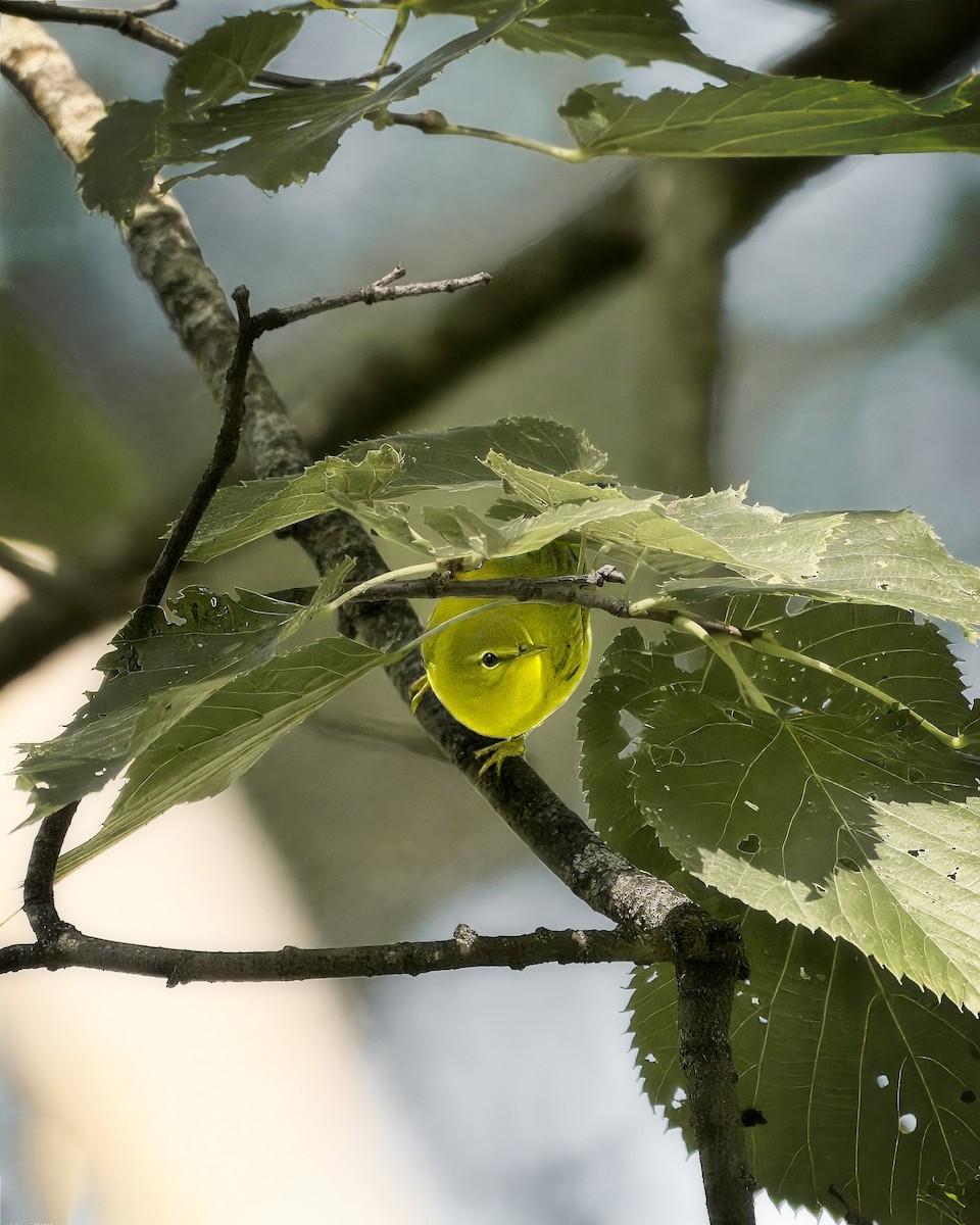 Tennessee Warbler - ML641569971