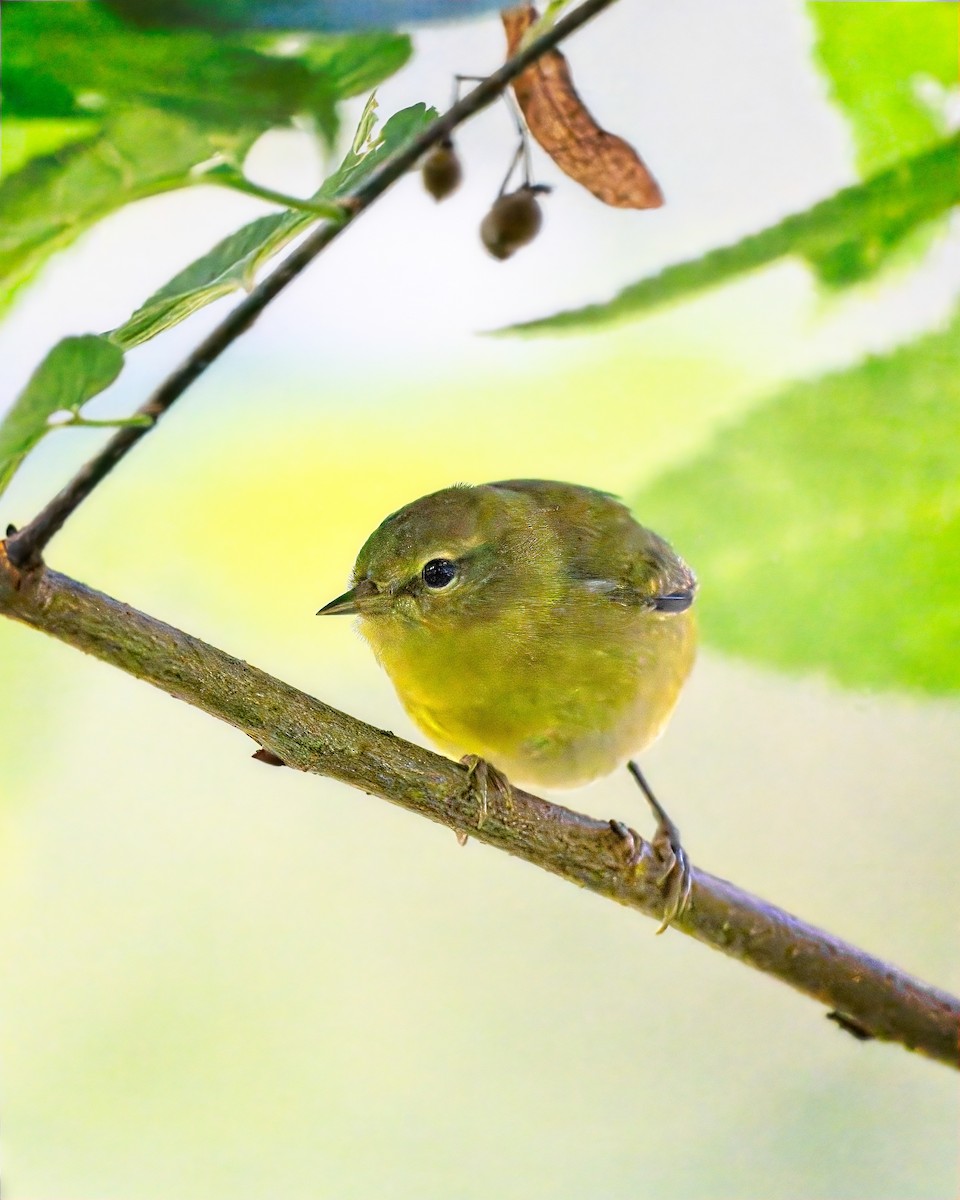 Tennessee Warbler - ML641569972