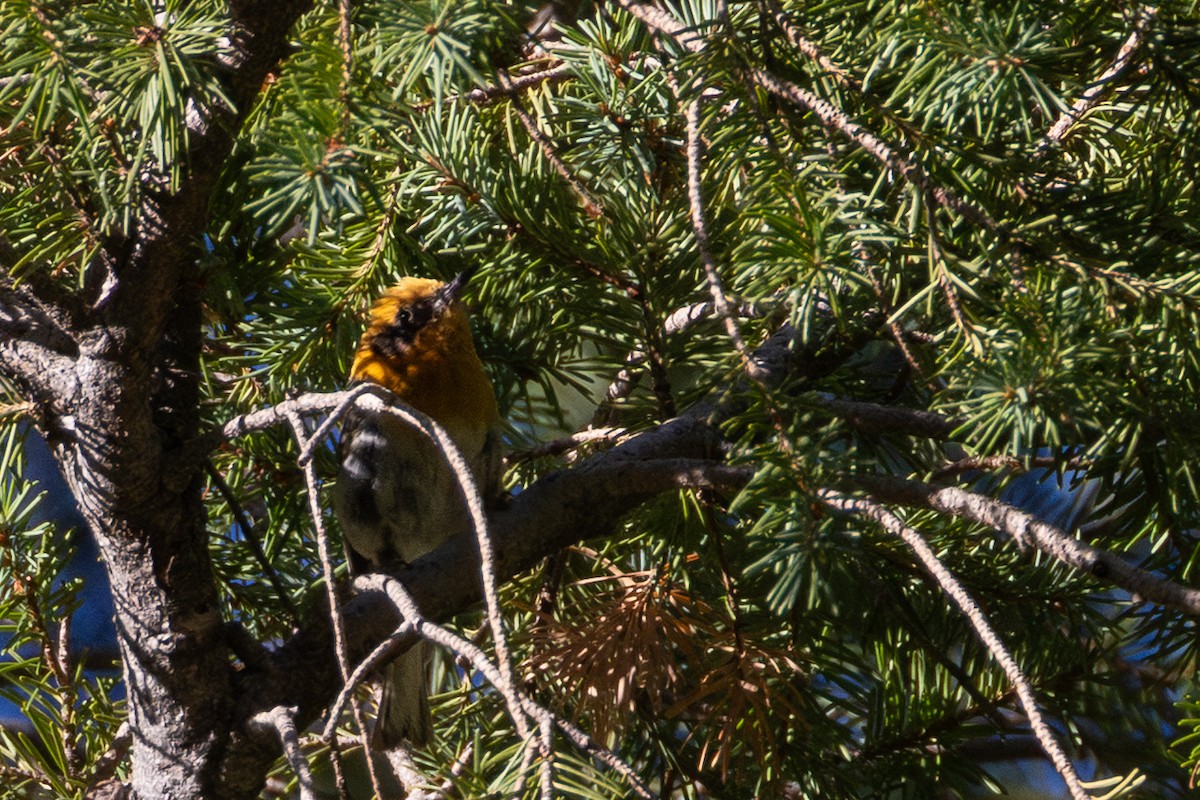 Olive Warbler - ML641569982