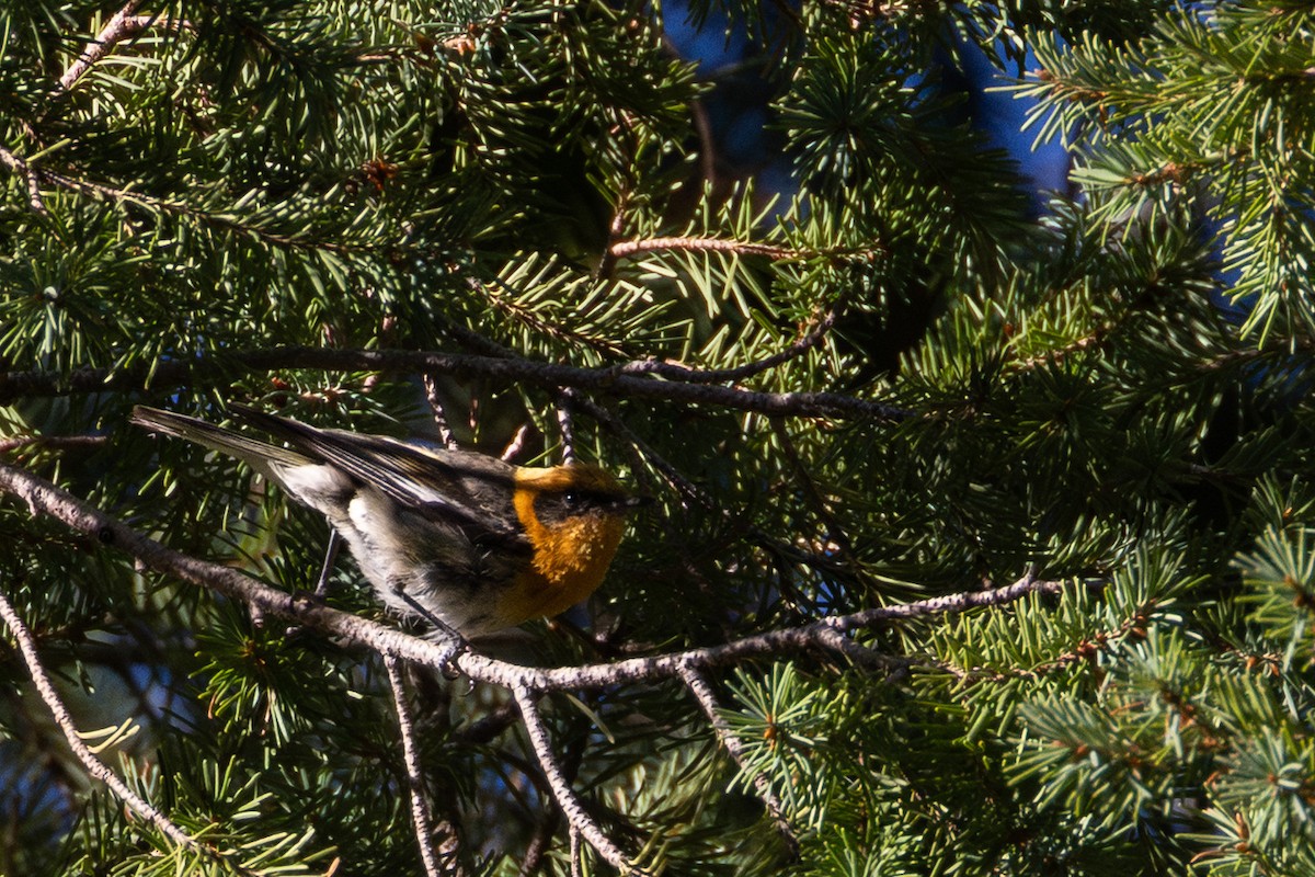 Olive Warbler - ML641569983