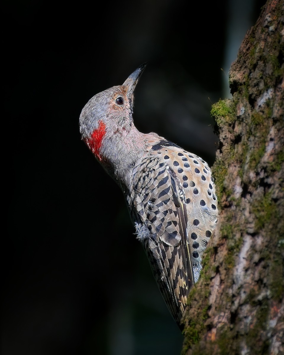 Northern Flicker - ML641569992