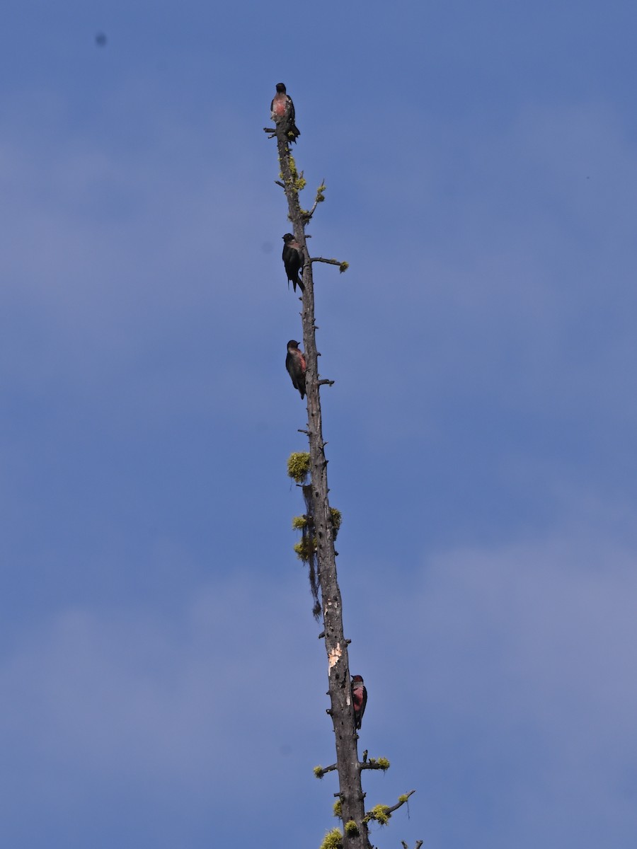 Lewis's Woodpecker - ML641569994