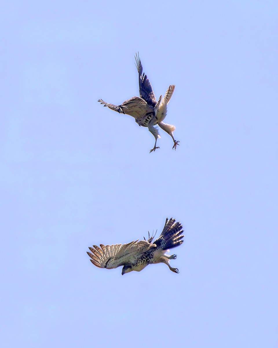 Red-tailed Hawk - ML641570004