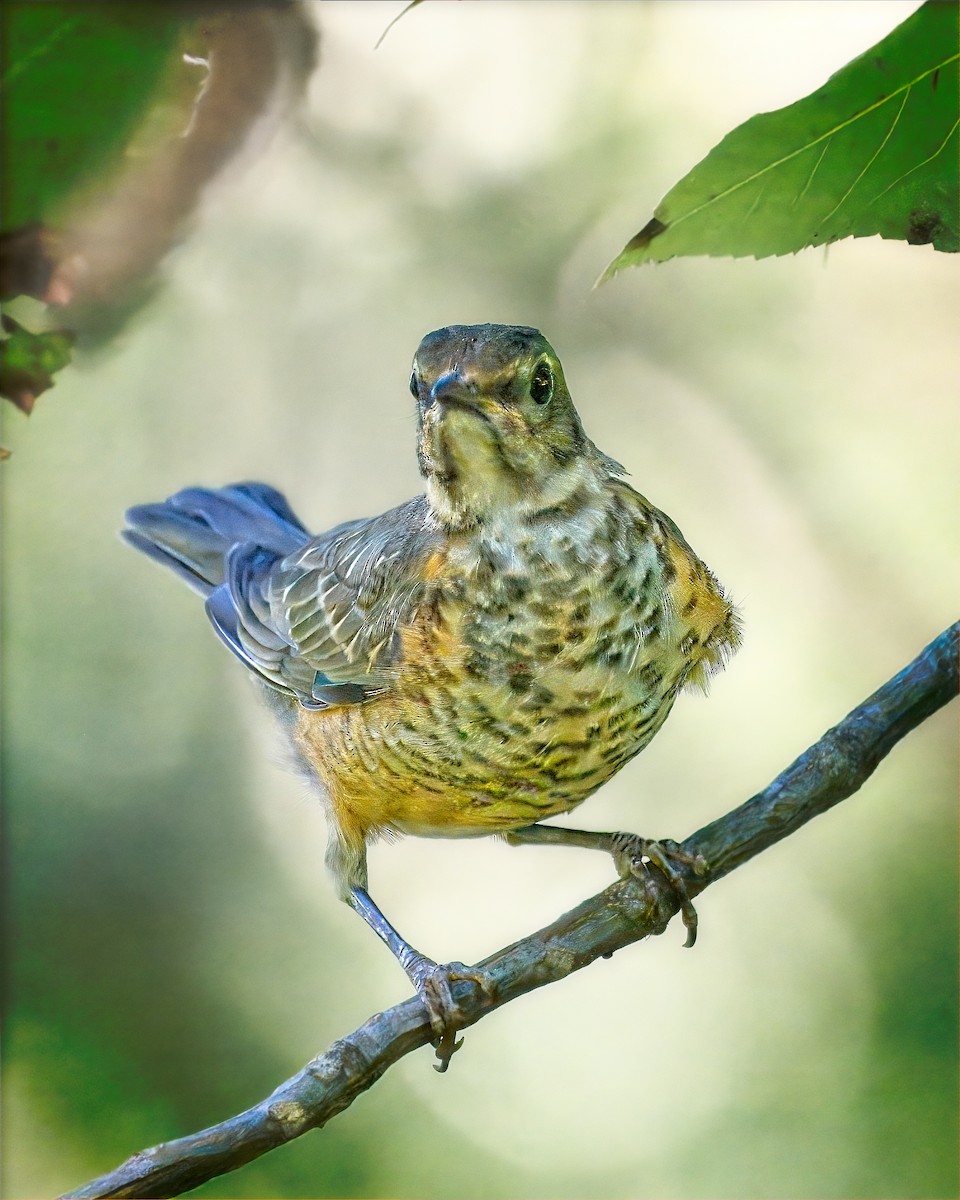 American Robin - ML641570025