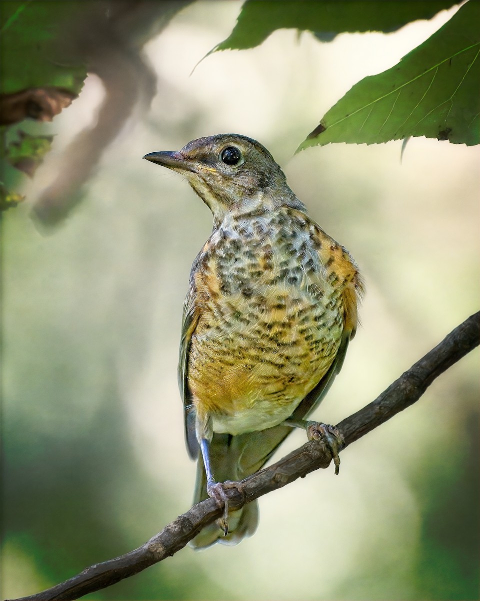 American Robin - ML641570026