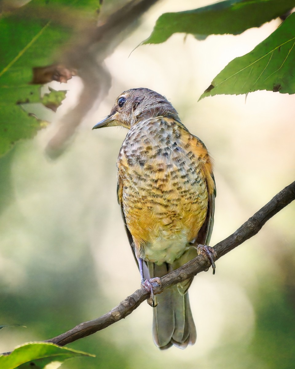American Robin - ML641570027