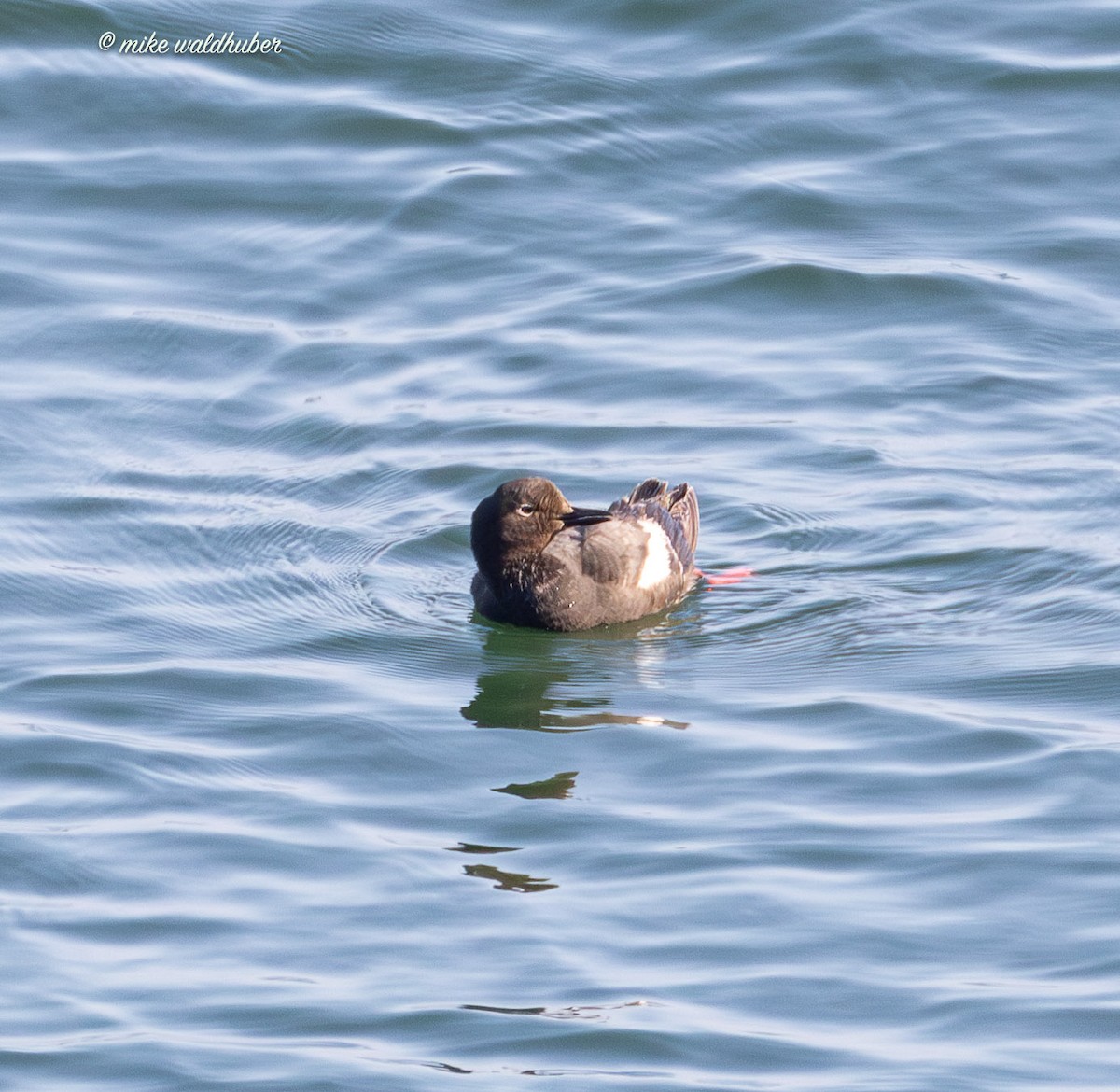 Pigeon Guillemot - ML641570036