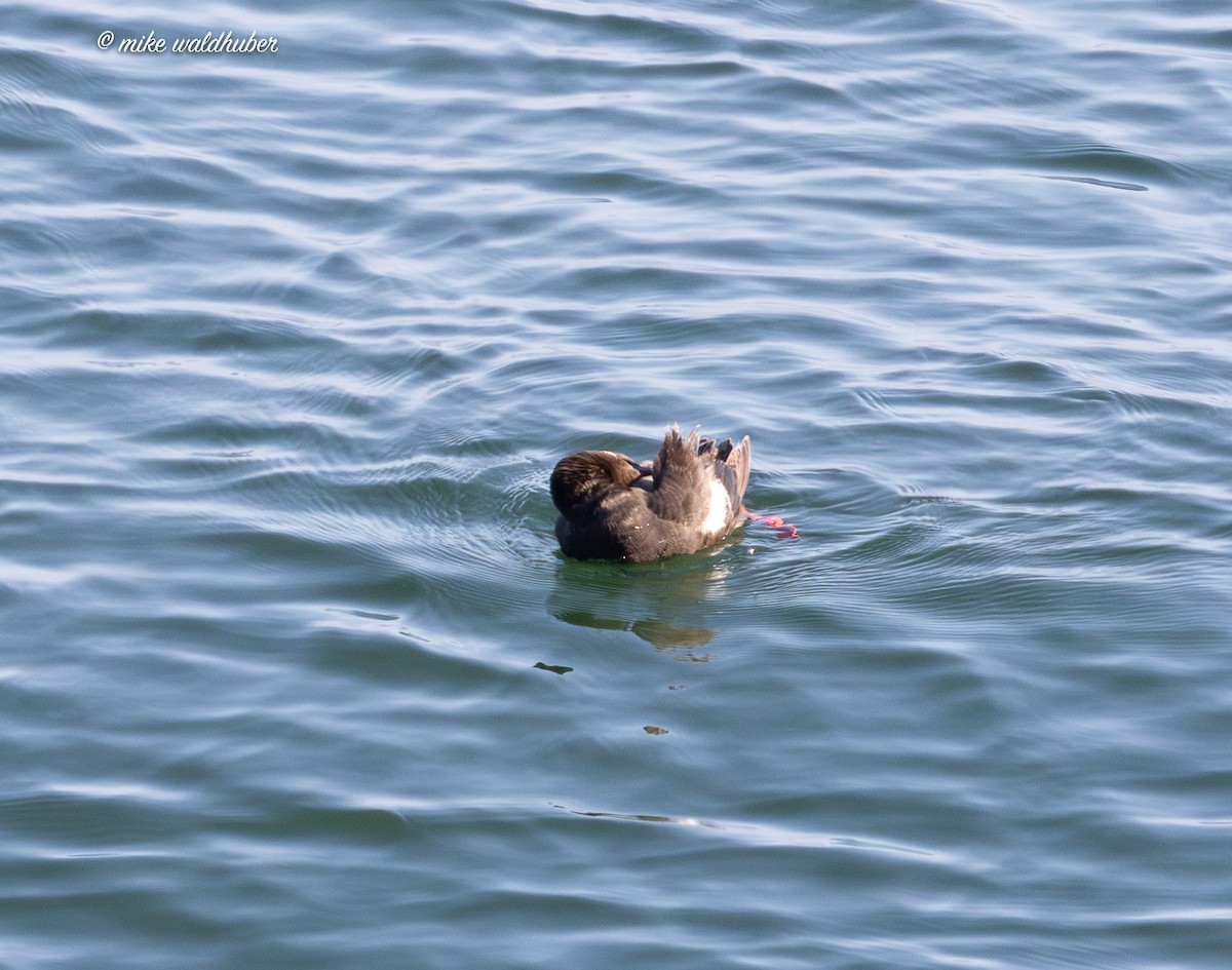 Pigeon Guillemot - ML641570037