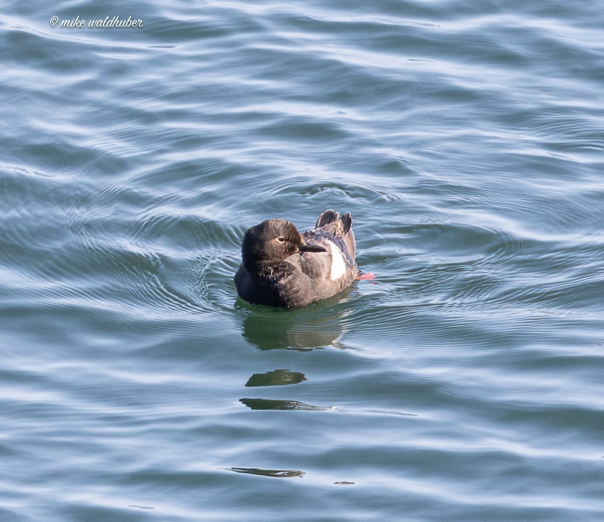 Pigeon Guillemot - ML641570038