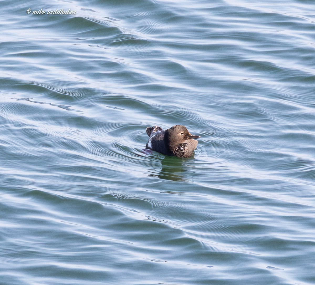 Pigeon Guillemot - ML641570066