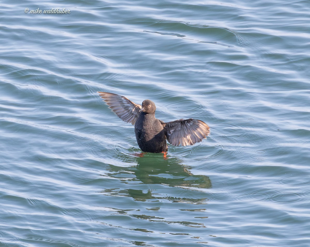 Pigeon Guillemot - ML641570067