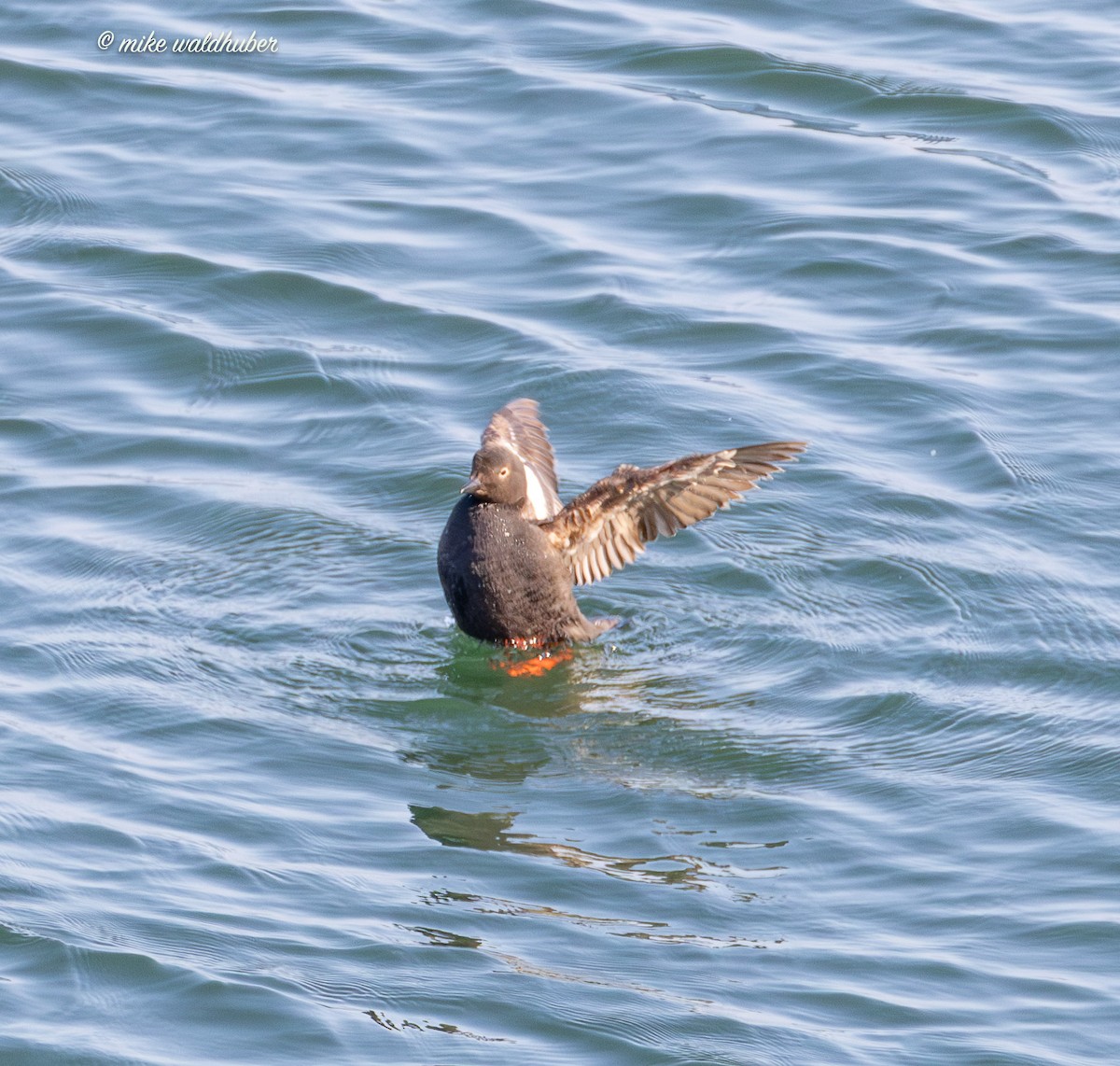 Pigeon Guillemot - ML641570068