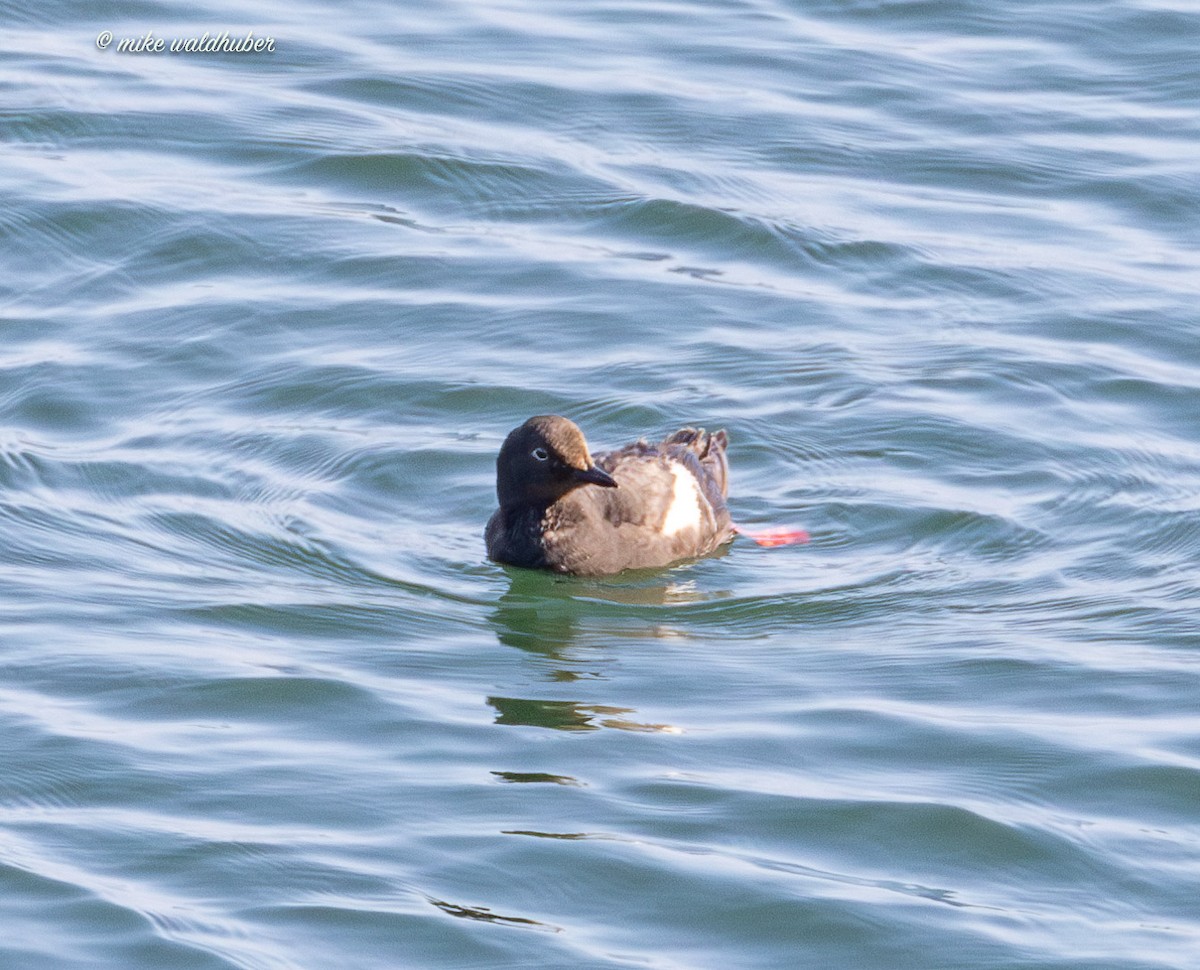 Pigeon Guillemot - ML641570069