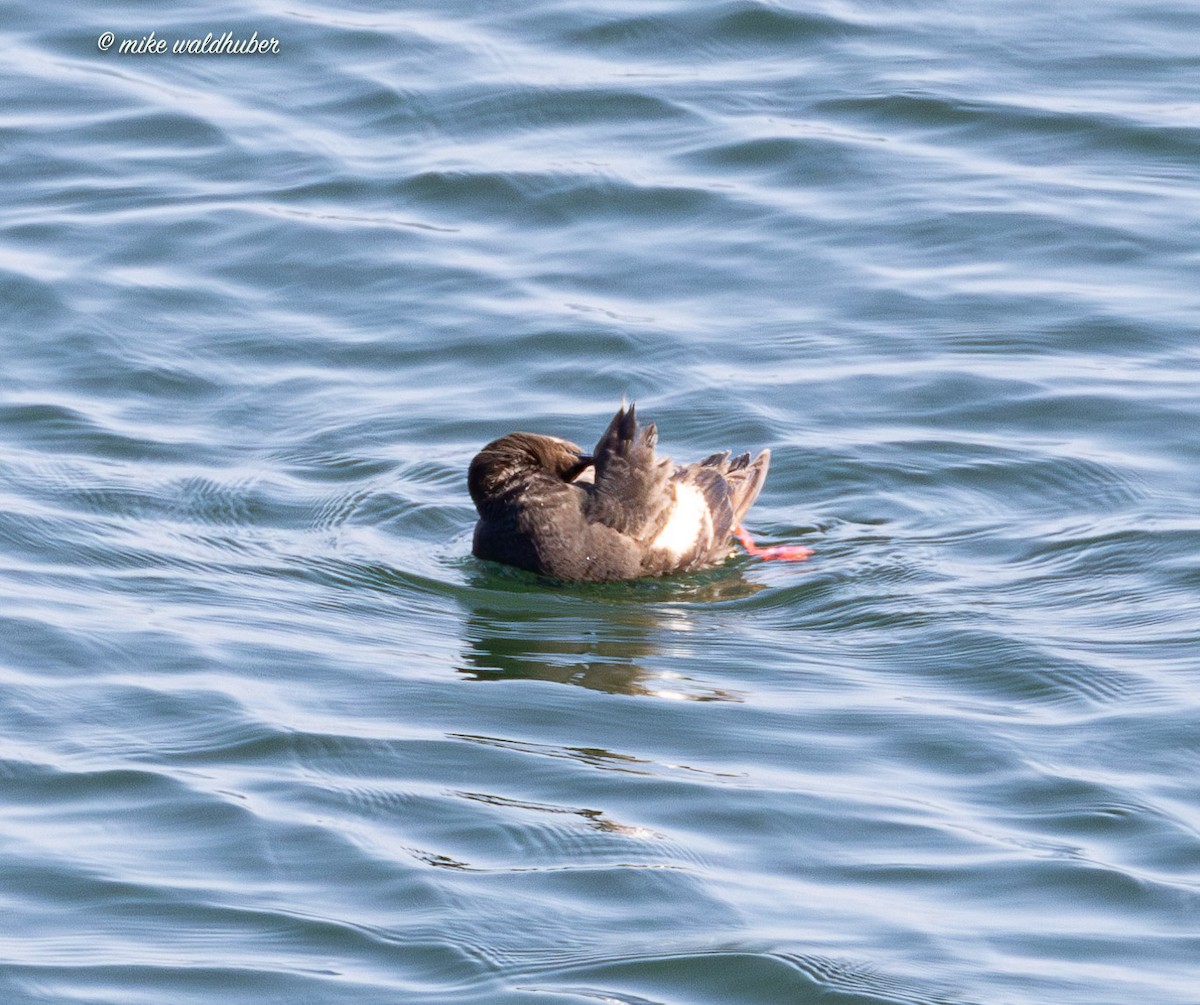 Pigeon Guillemot - ML641570070