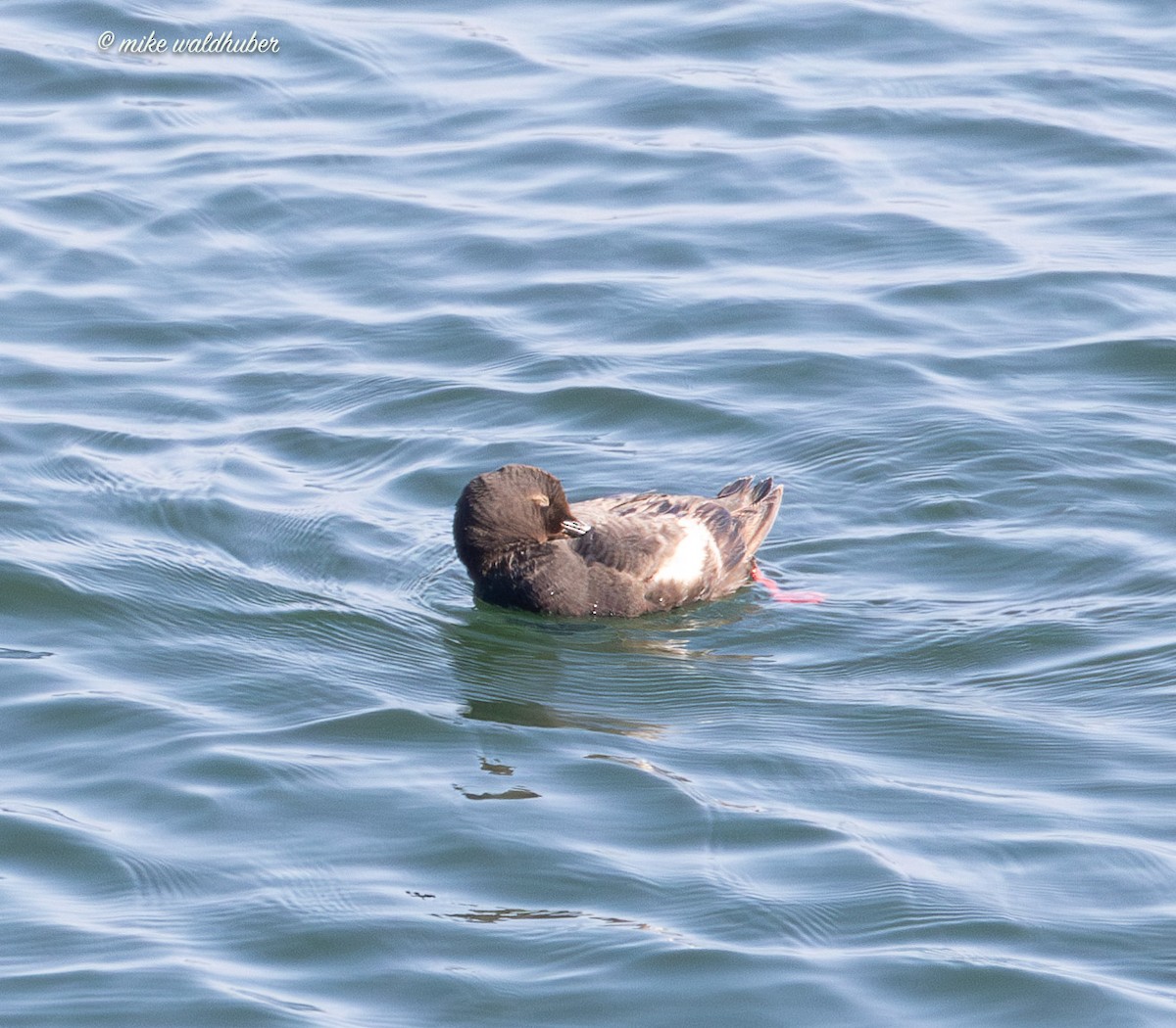 Pigeon Guillemot - ML641570071