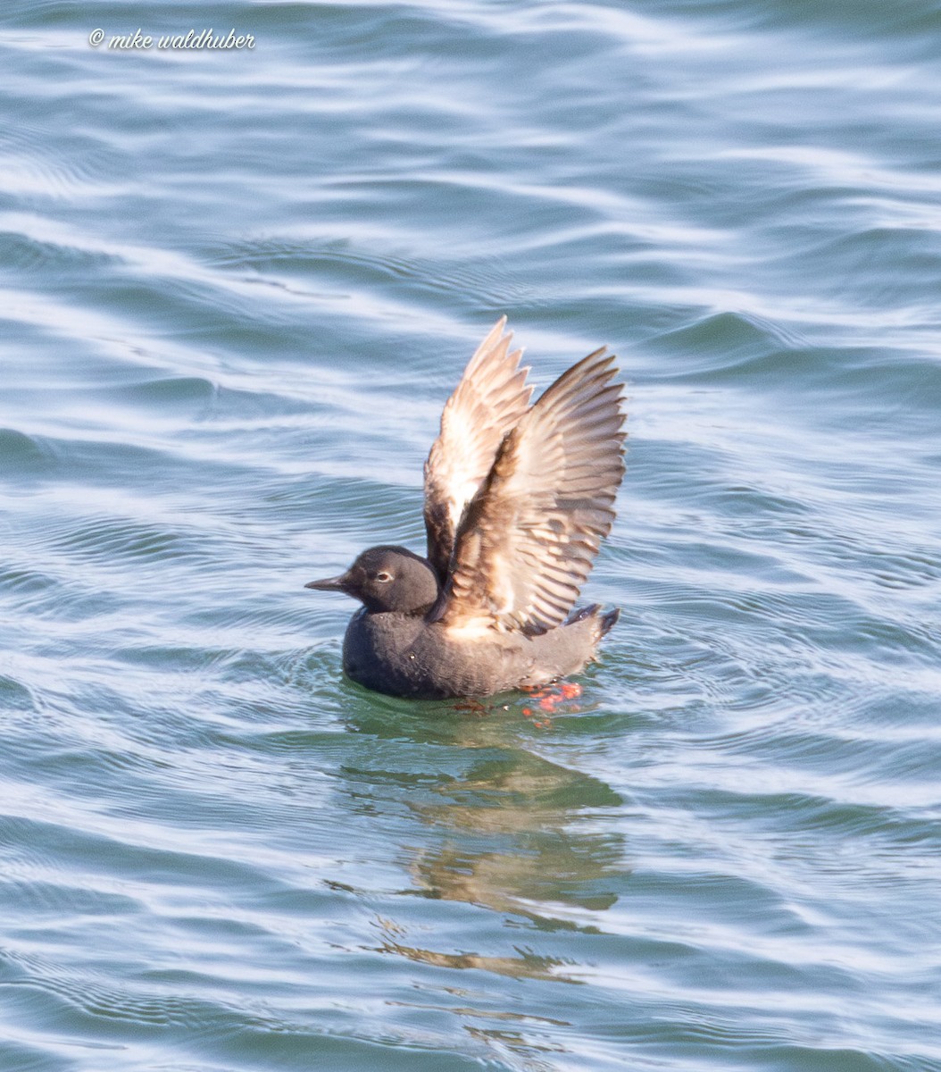 Pigeon Guillemot - ML641570072