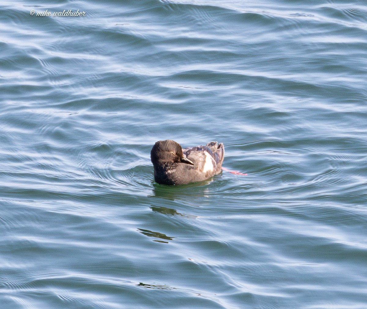 Pigeon Guillemot - ML641570073