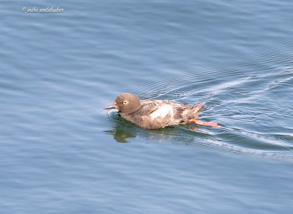 Pigeon Guillemot - ML641570074