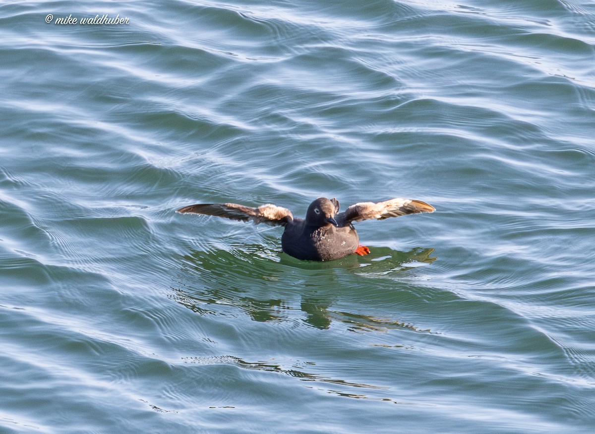 Pigeon Guillemot - ML641570075