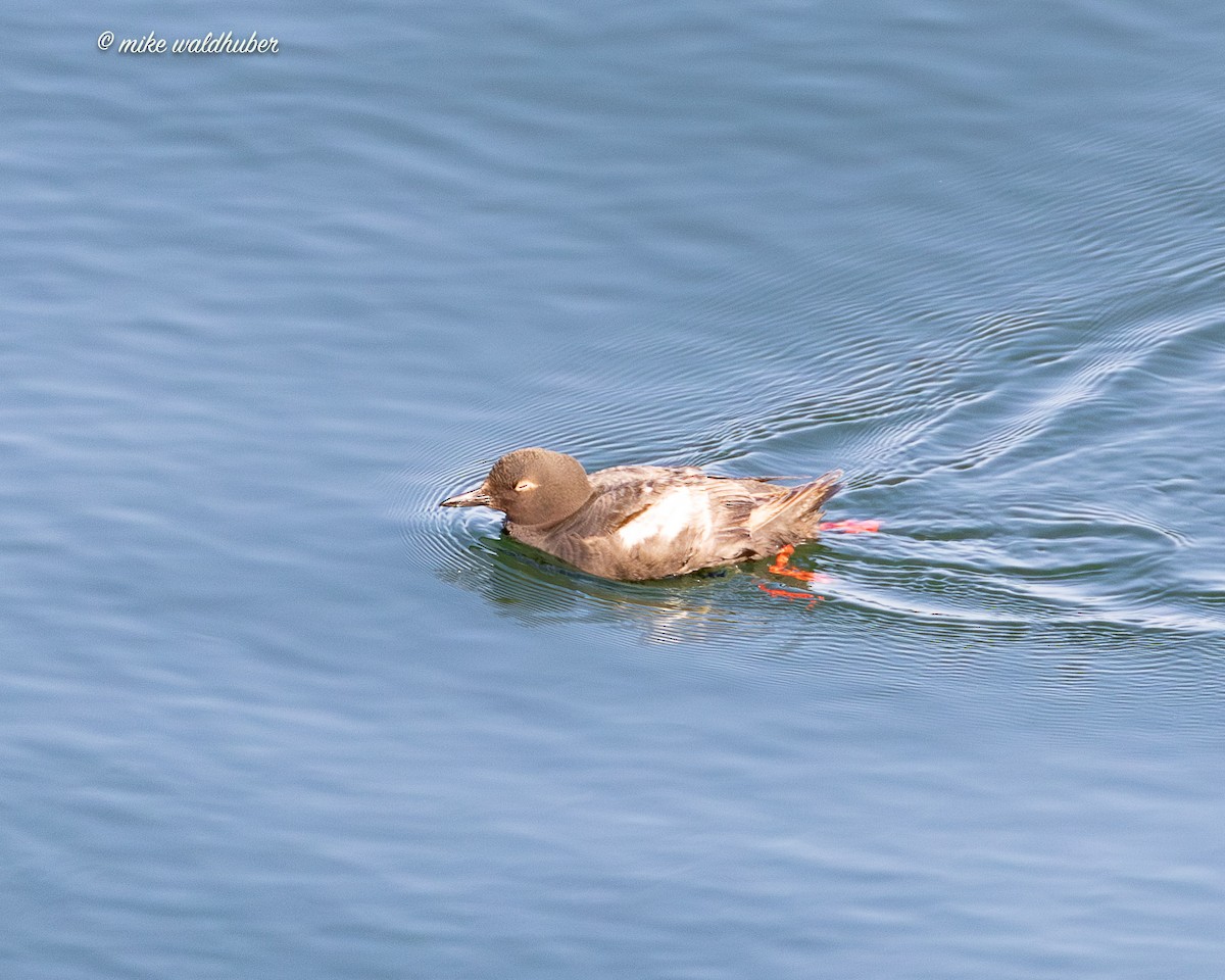 Pigeon Guillemot - ML641570076