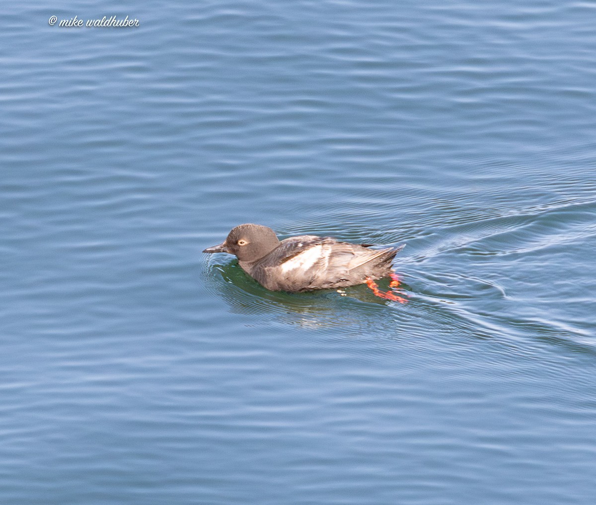 Pigeon Guillemot - ML641570077