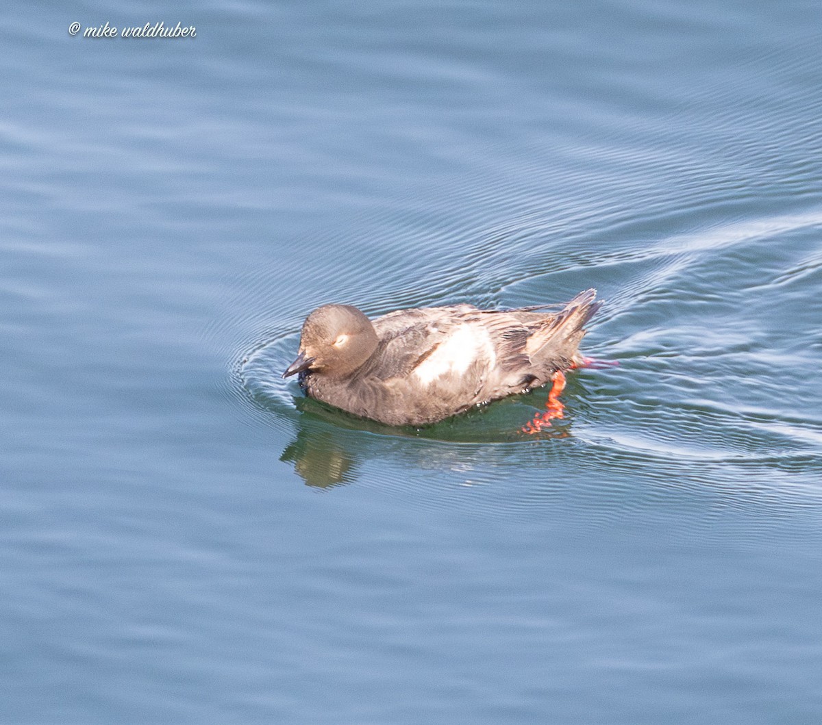 Pigeon Guillemot - ML641570078
