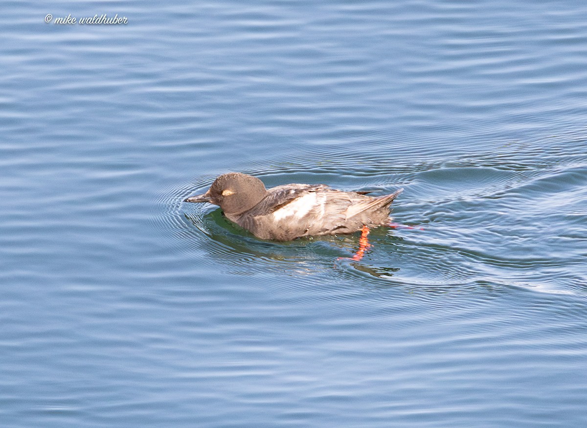 Pigeon Guillemot - ML641570079